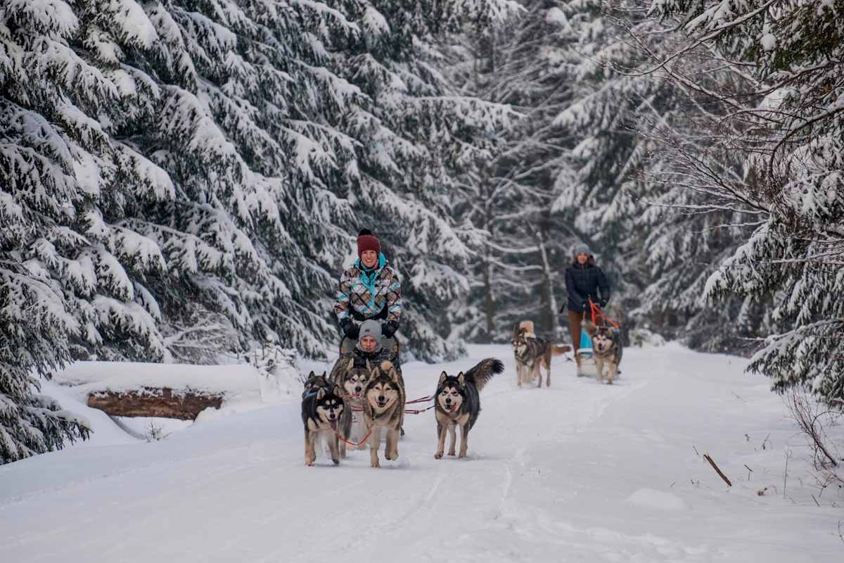 Mit den Huskys durch den Thüringer Wald