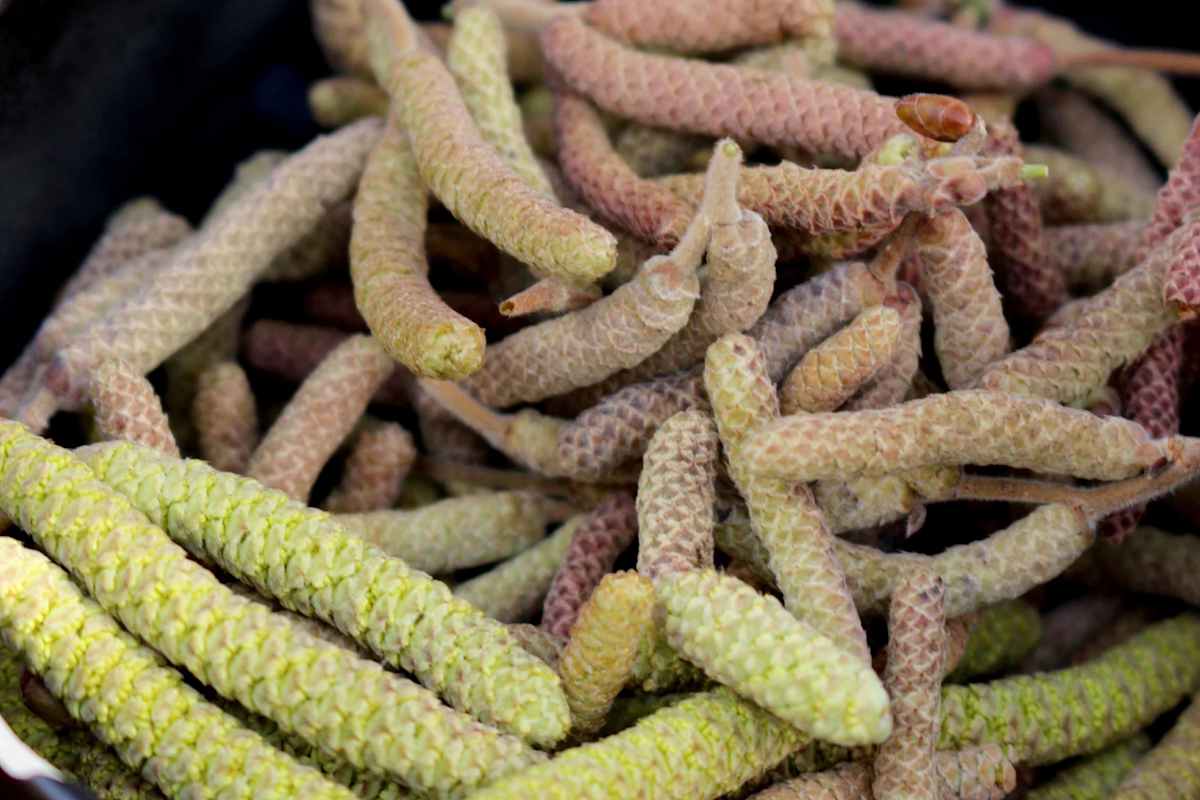 Die männlichen Blüten der Hasel wurden früher vielseitig genutzt und sind Vorboten des Frühlings
