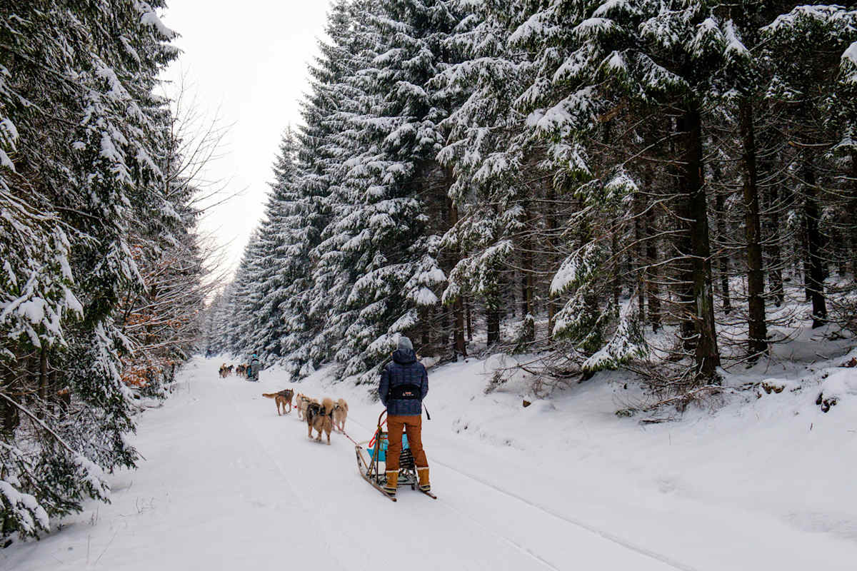 Hundeschlitten Thüringer Wald