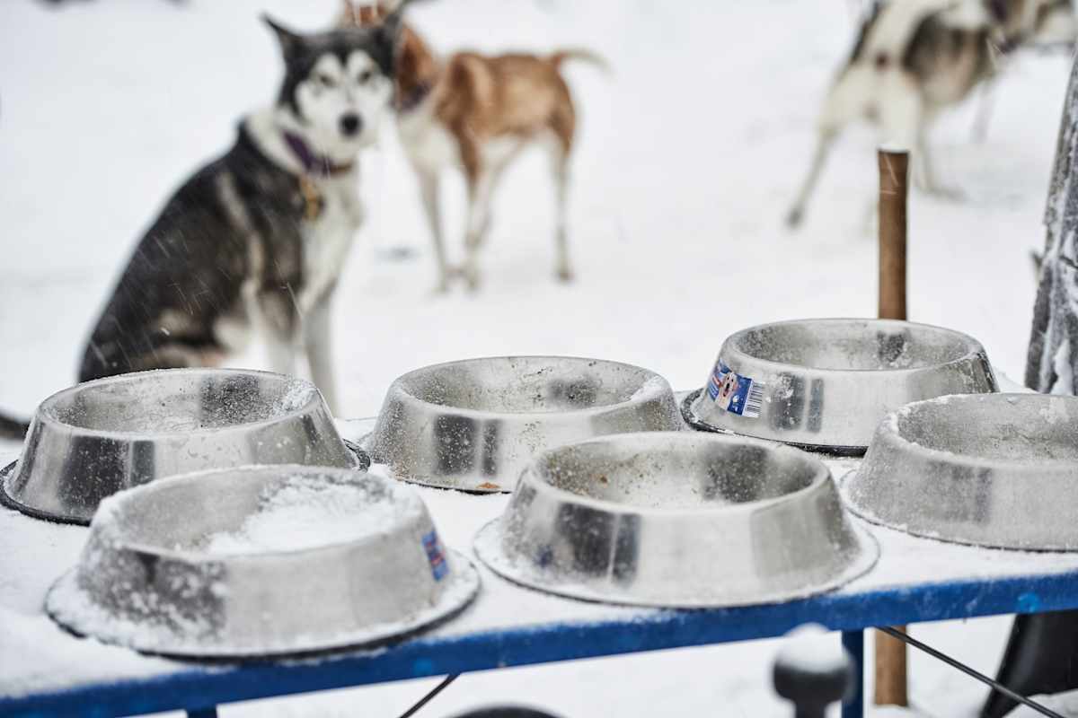 Warme Suppe für Husky vor dem Start der Schlittenfahrt.