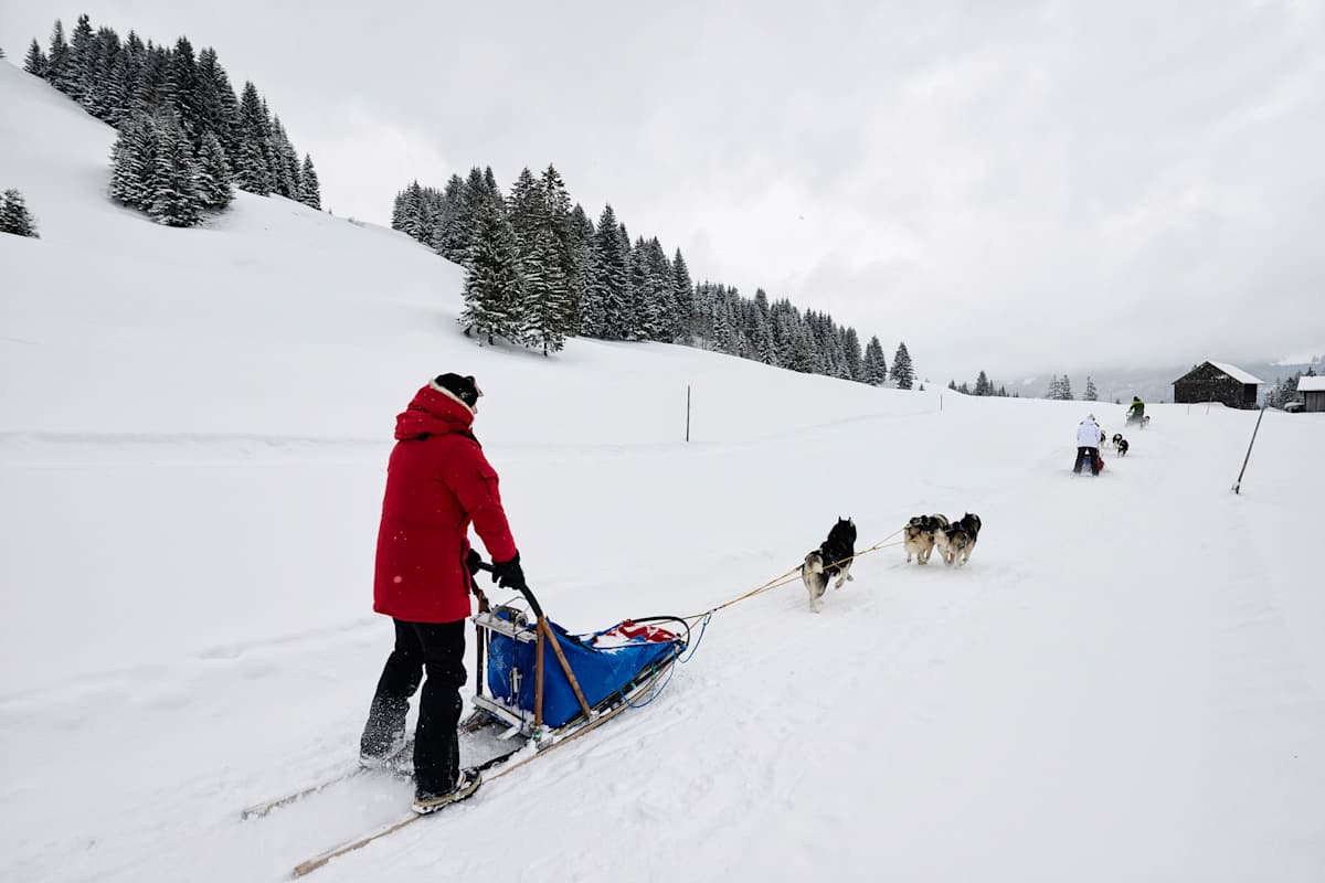 Hundeschlitten nimmt Fahrt auf.