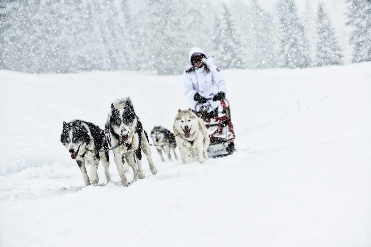 Laqua und seine Huskys kurz vor dem Ziel.