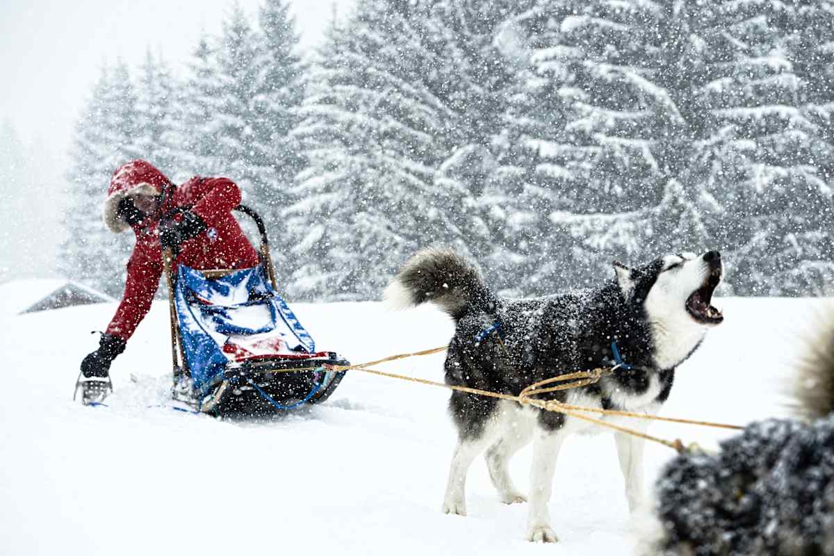 Fahrer bremst den Hundeschlitten.