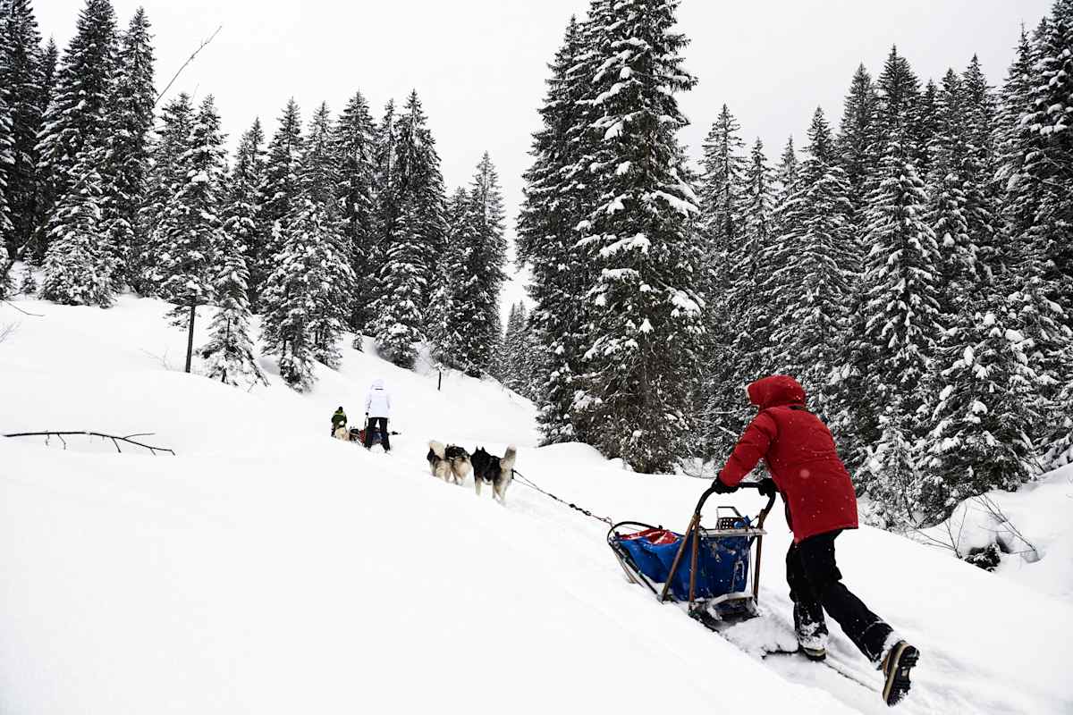 Huskys laufen bergauf.