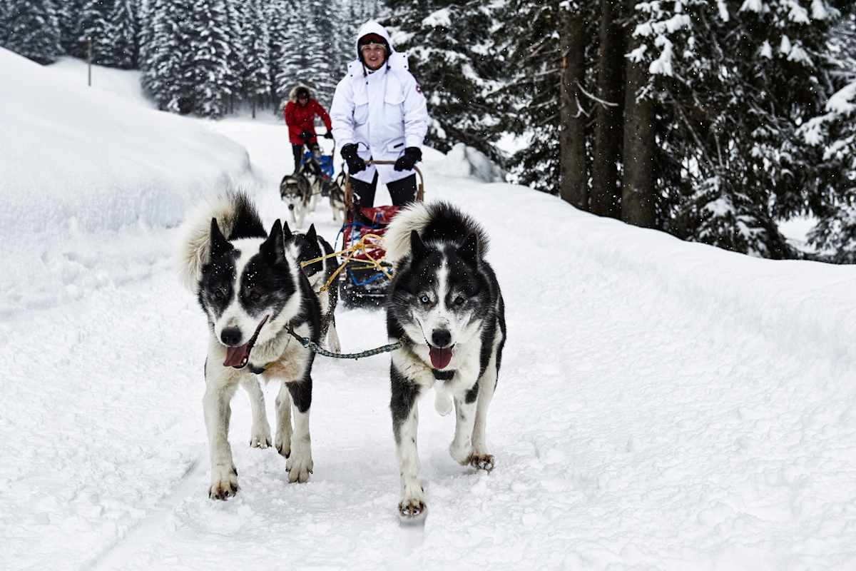 Laqua mit seinen Schlittenhunde.