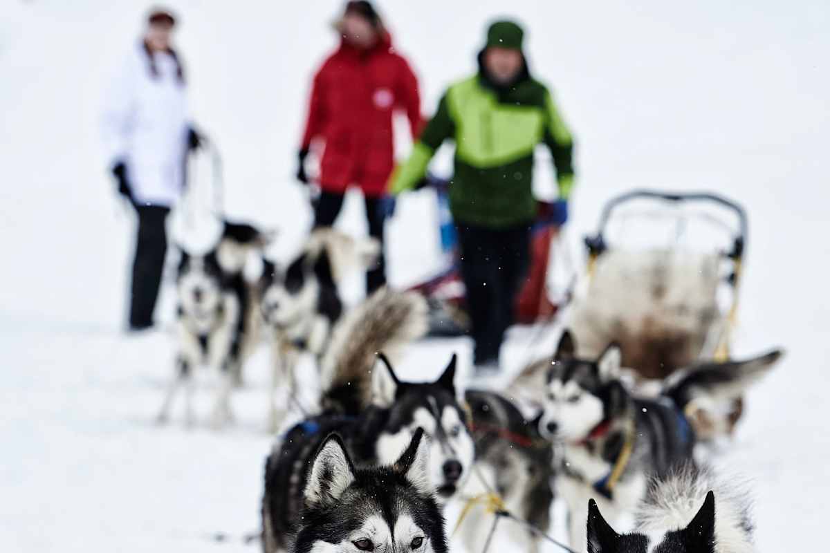 Die Schlittenhunde ziehen die Gruppe.