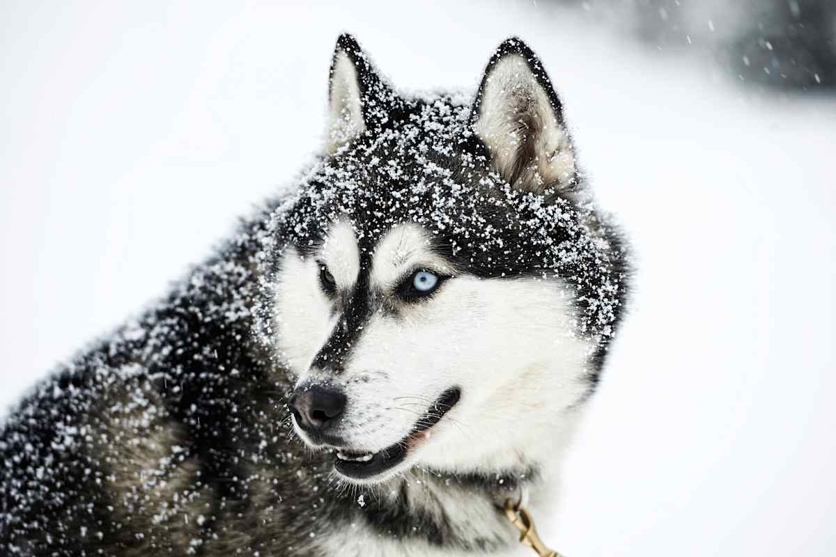 Naheaufnahme des Schlittenhunds Nitro.