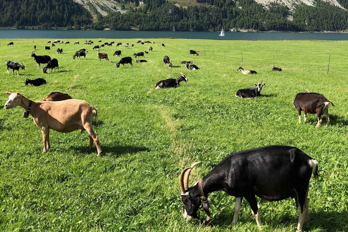 Isola Käserei Cadurisch