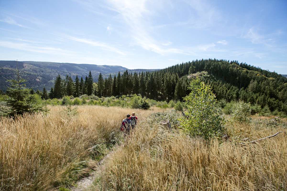 Abenteuer Rothaarsteig: Durch schulterhohes Gras geht es in Richtung des kühlen Waldes am Ginsterkopf.