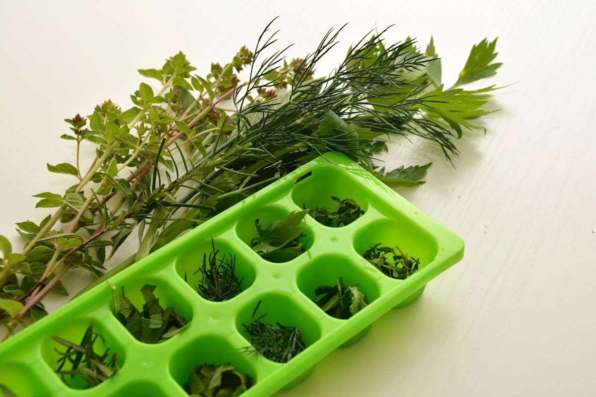 Kräuter einfrieren