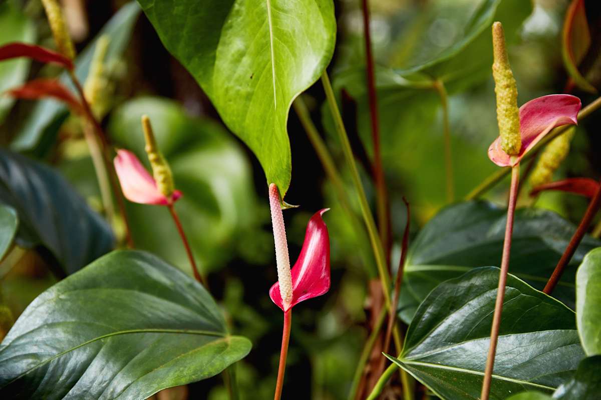 Jardin des Parfums, La Réunion
