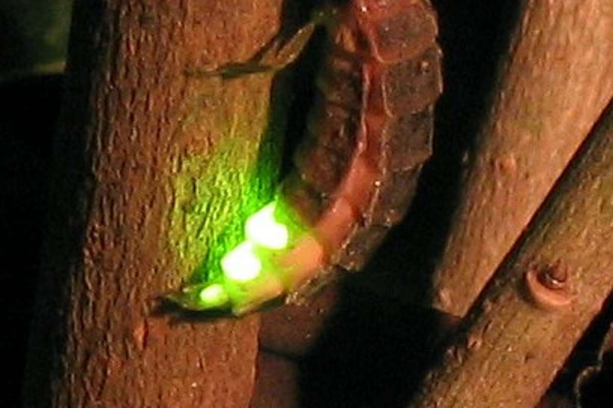 Der große Leuchtkäfer