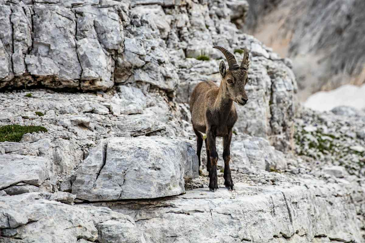 Neugieriger Triglav-Steinbock beim Aufstieg