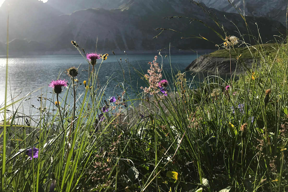Üppige Blumenvielfalt am Ufer des Lünersees