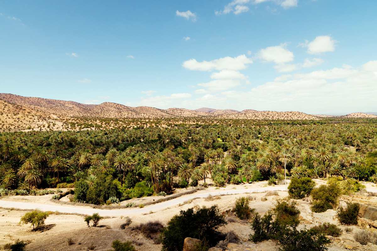 Die Palmenoase von Tiout