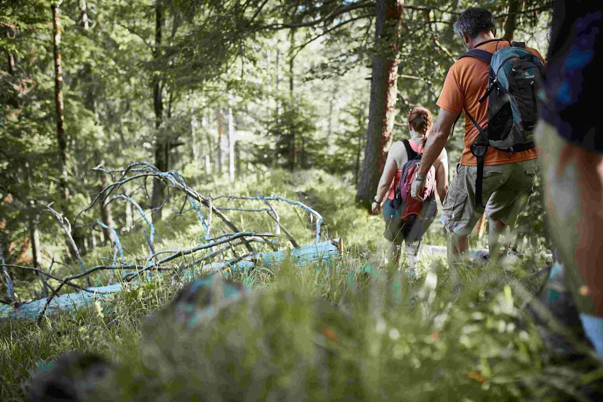 Am Luchstrail im Nationalpark Kalkalpen