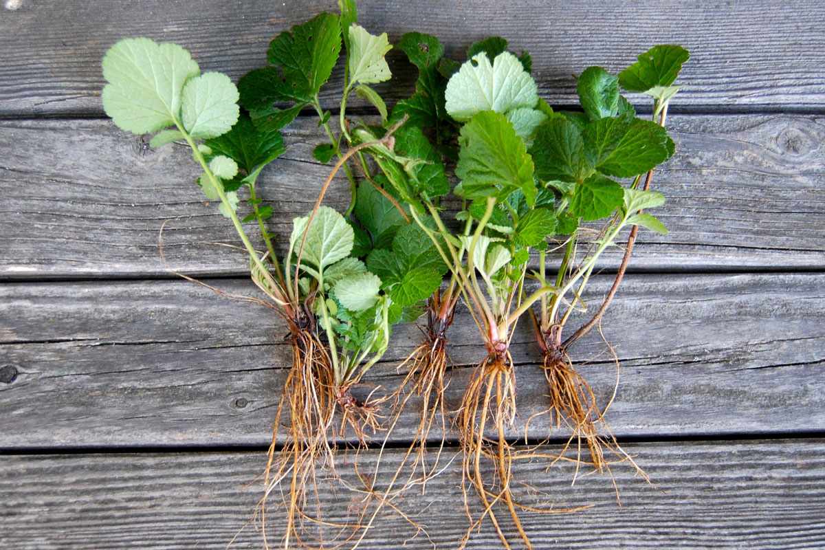 Die Nelkenwurz gehört zur Familie der Rosengewächse