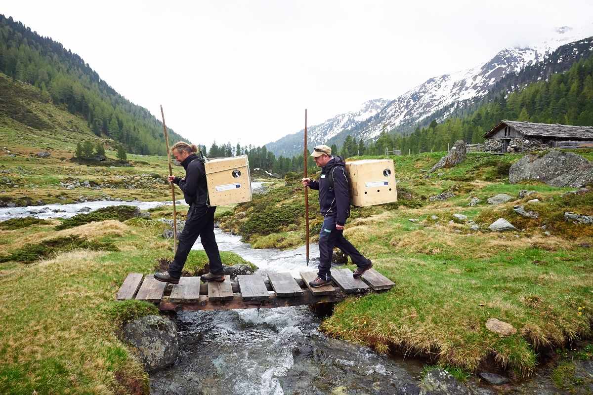 Bis die Geier flügge sind, werden sie von einem Menschen gefüttert