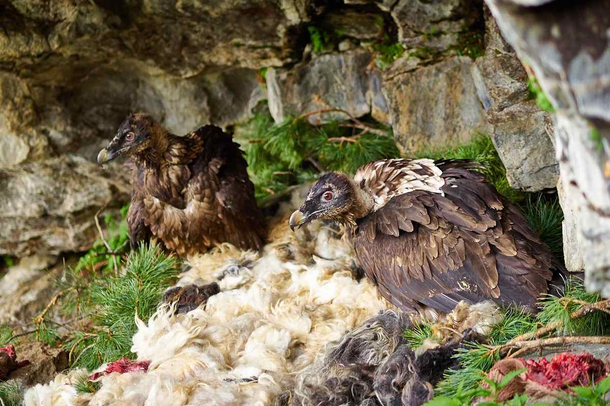 Der Bartgeier ernährt sich vor allem von Aas und Knochen