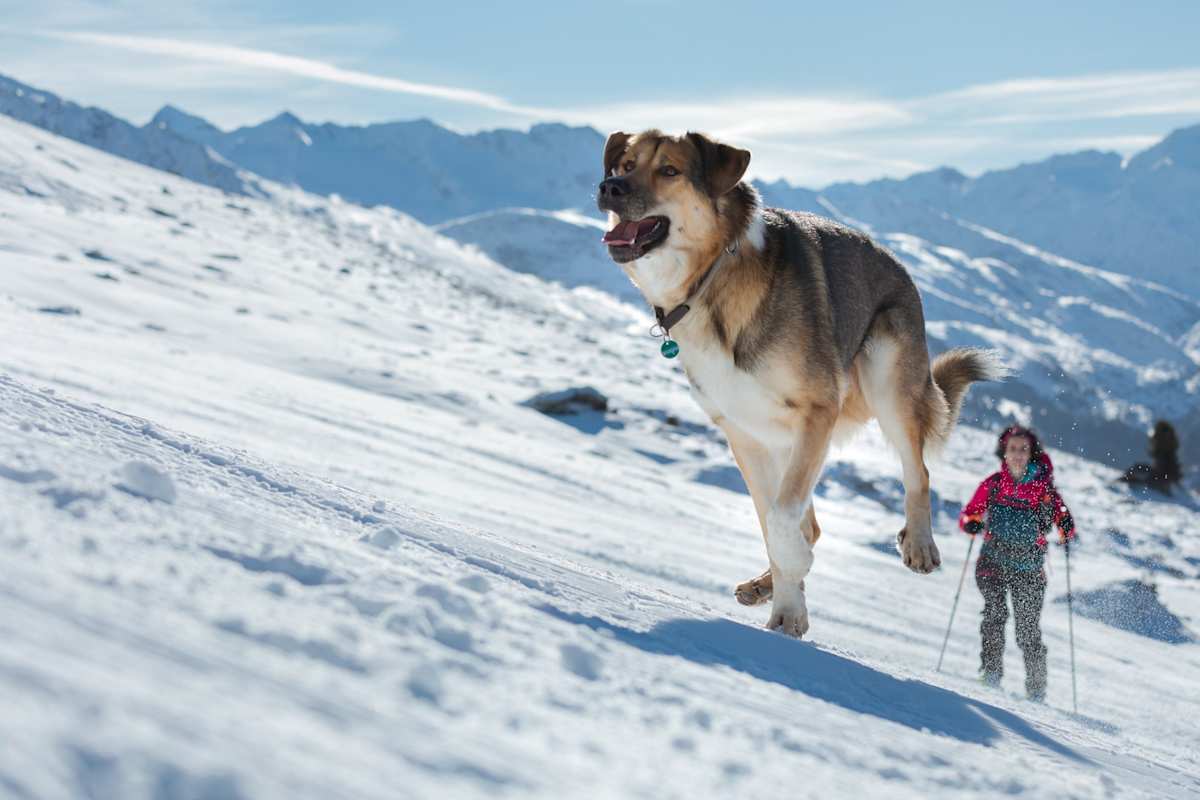 Pistentourenregel 9: Hunde gehören nicht auf die Piste.