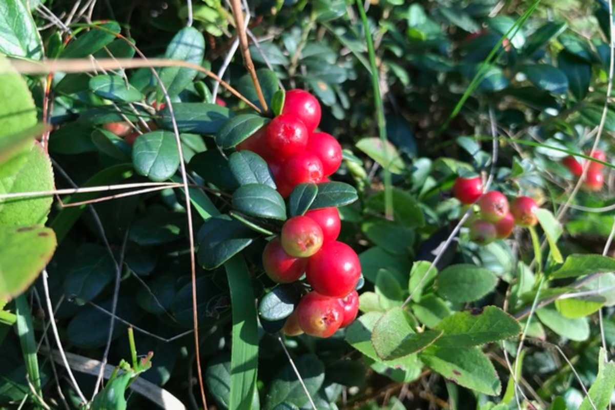 Preiselbeere – kein Wienerschnitzel ohne sie!