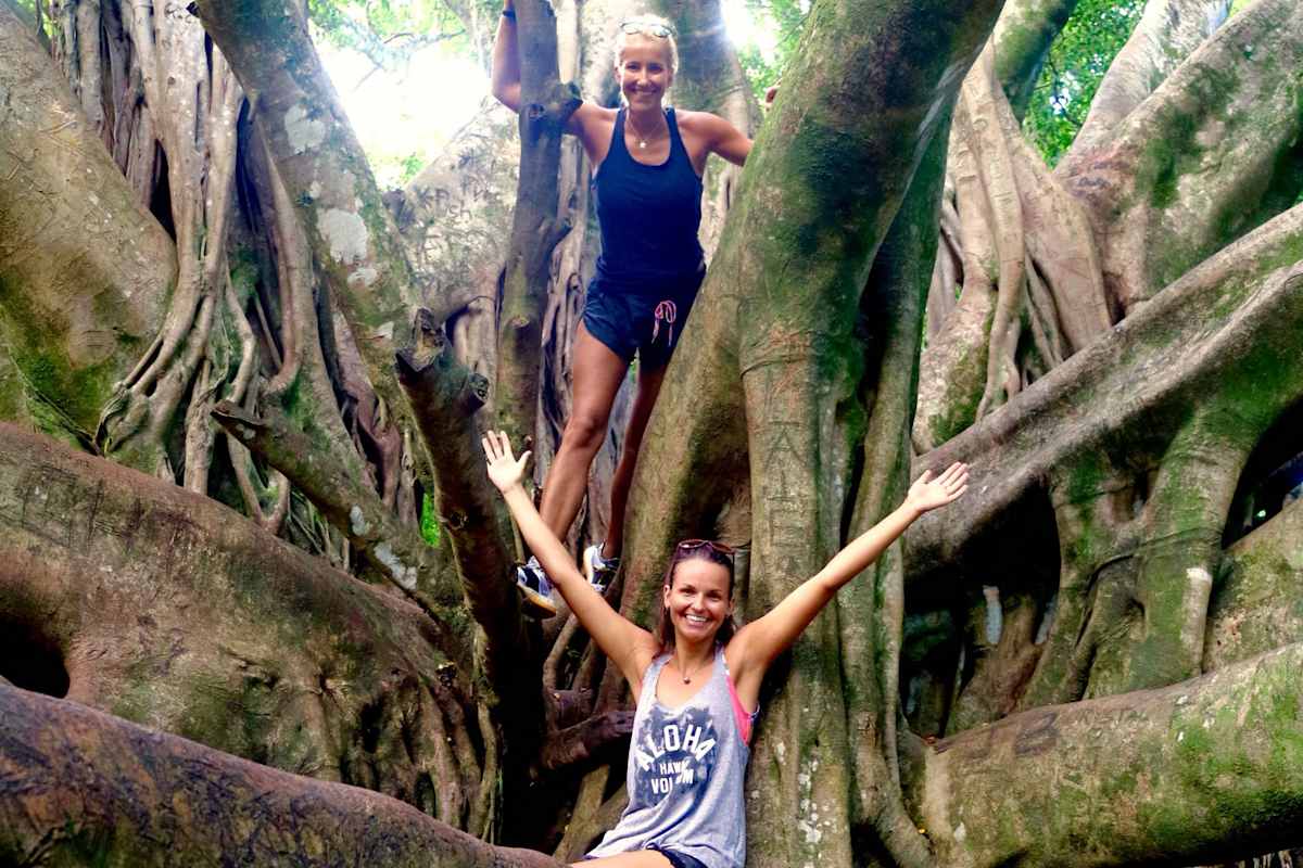 Banyan Tree auf dem Pipiwai Trail
