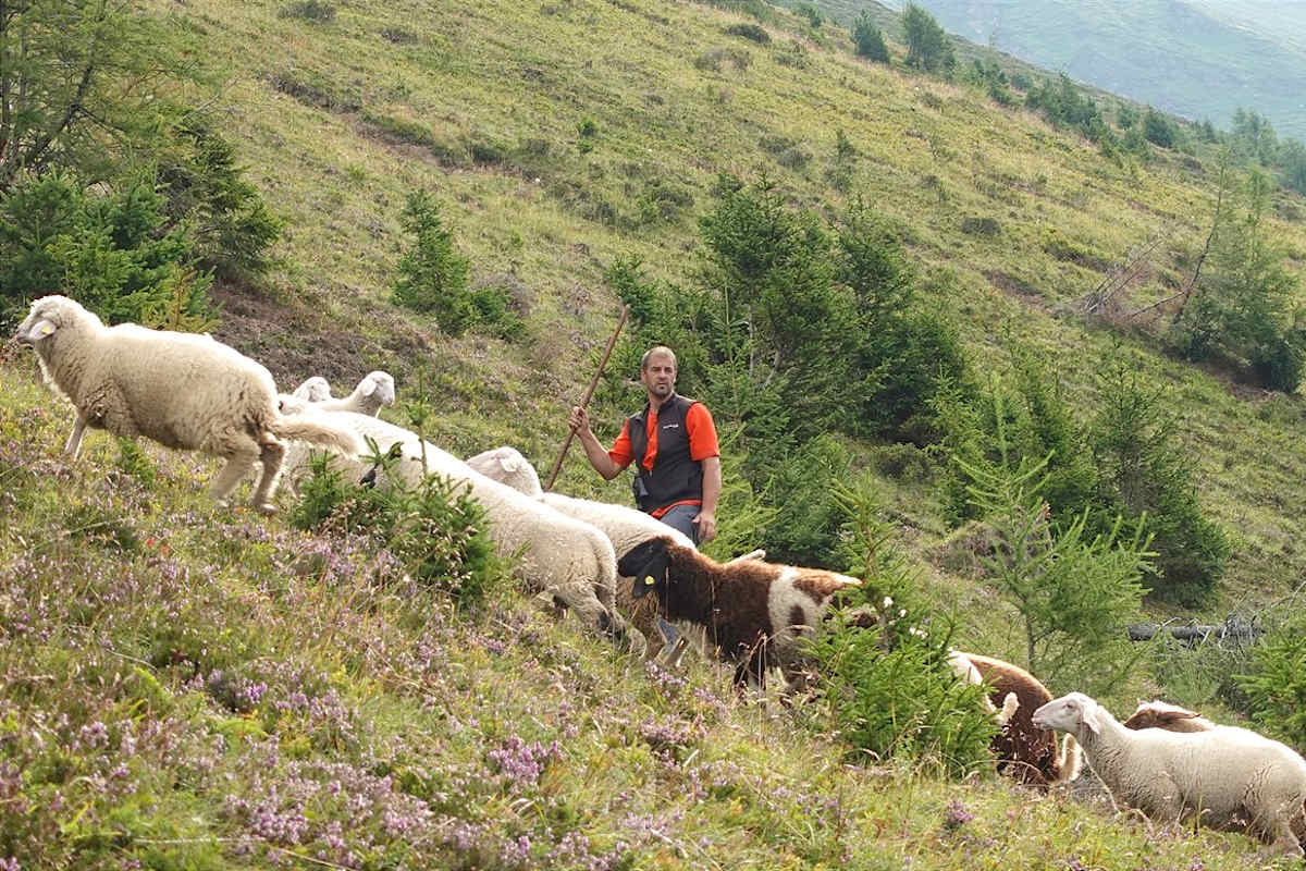 Schäfer Thomas Schranz