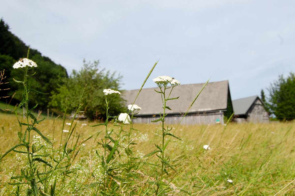 Die Schafgarbe zählt zur Familie der Korbblüter und ist eine beliebte Heilpflanze