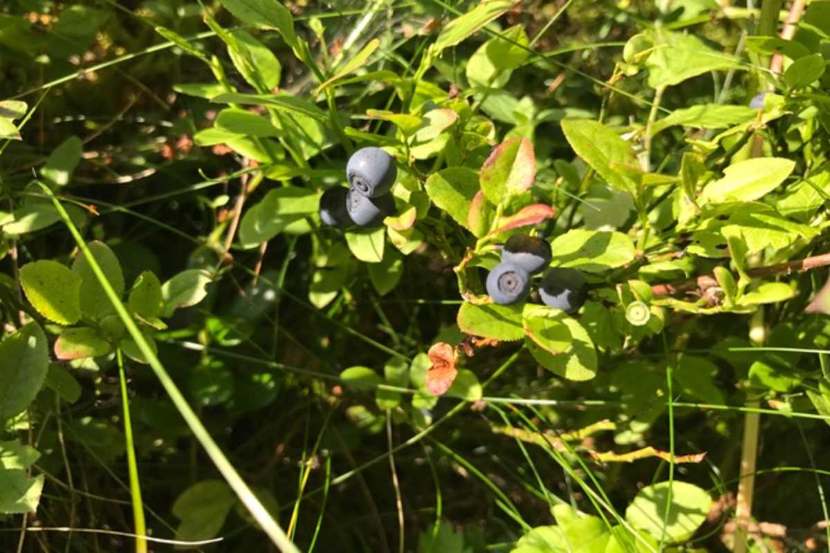 Schwarzbeere – blaue Finger und Lippen inklusive.