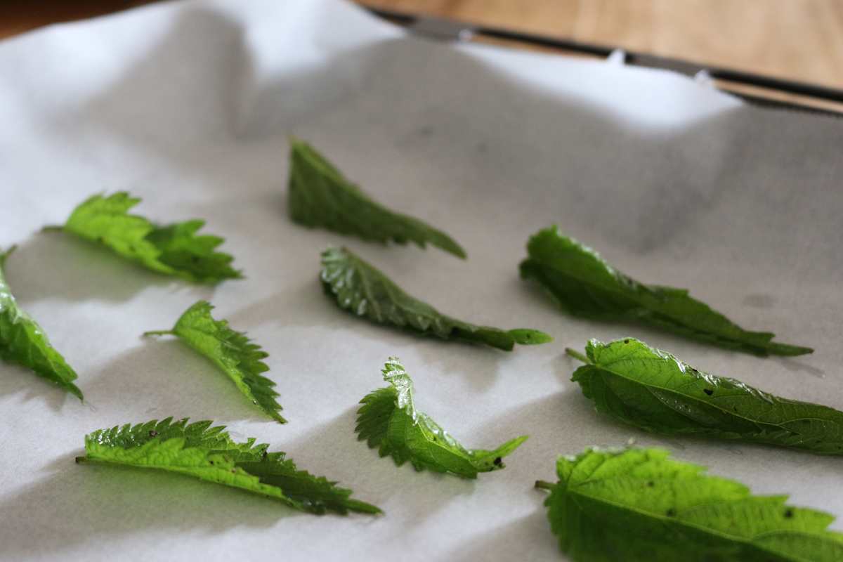 Selbstgemachte Brennnessel-Chips
