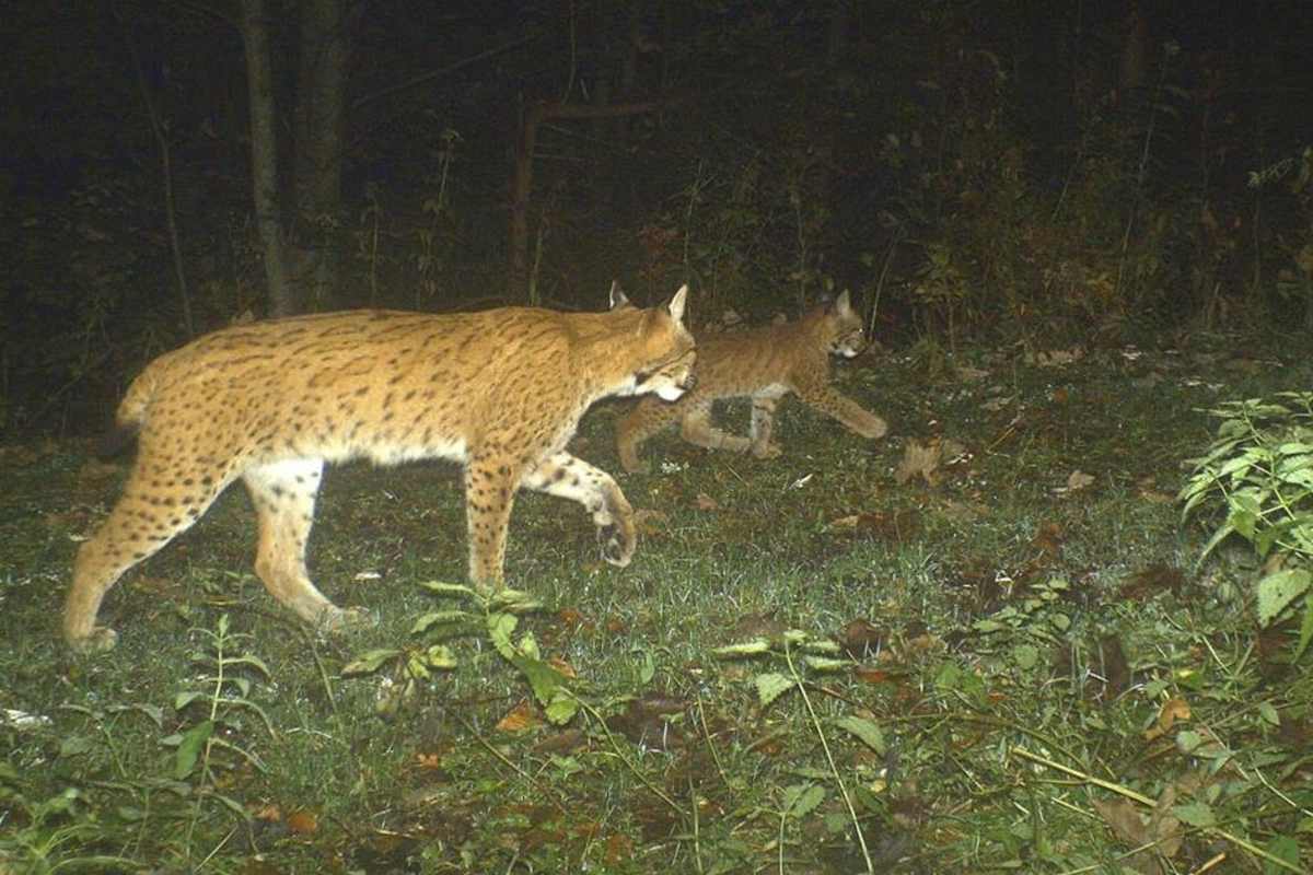 Luchsin Skadi mit Jungtier 