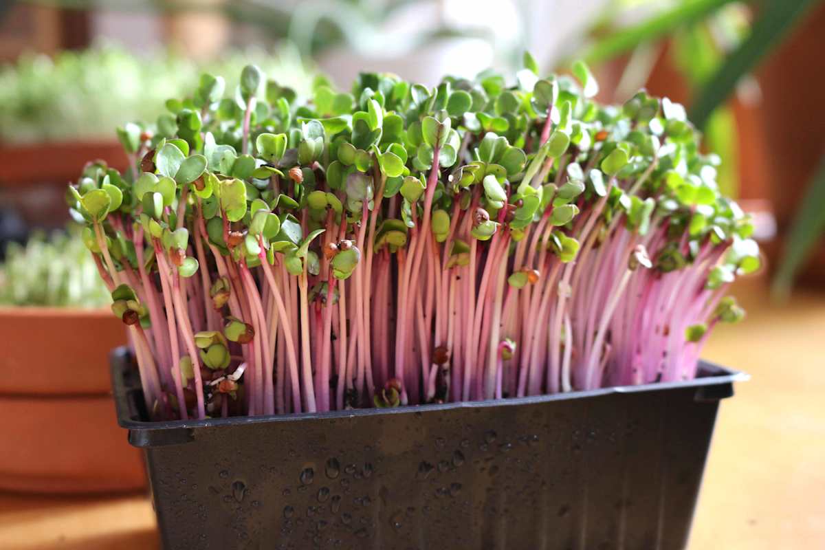 Sorgen für neue Aromen, Würze und Farben in der Küche - ganz besonders die Radieschen-Microgreens