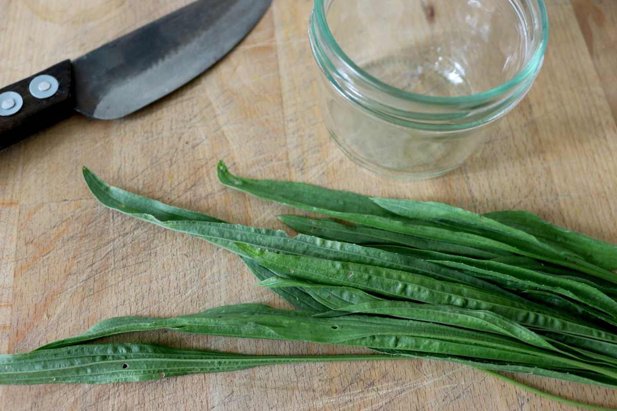 Spitzwegerich Blätter