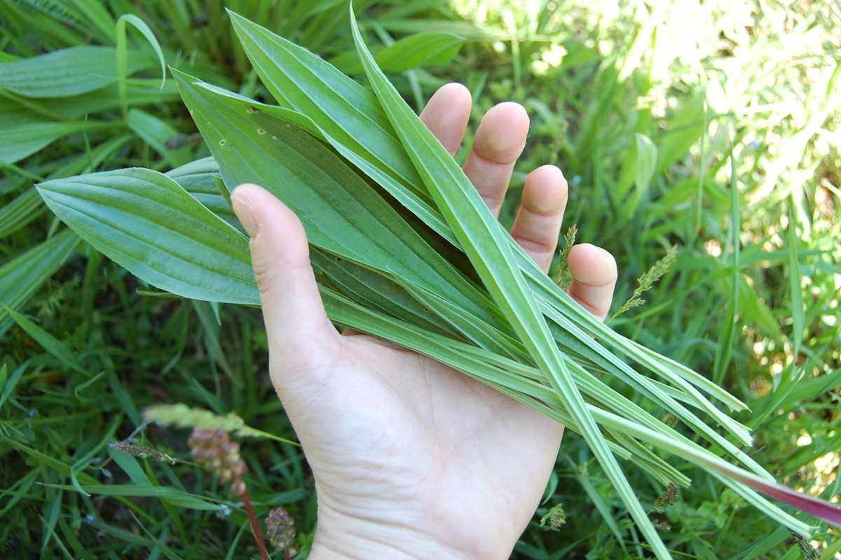 Eine Handvoll Spitzwegerich