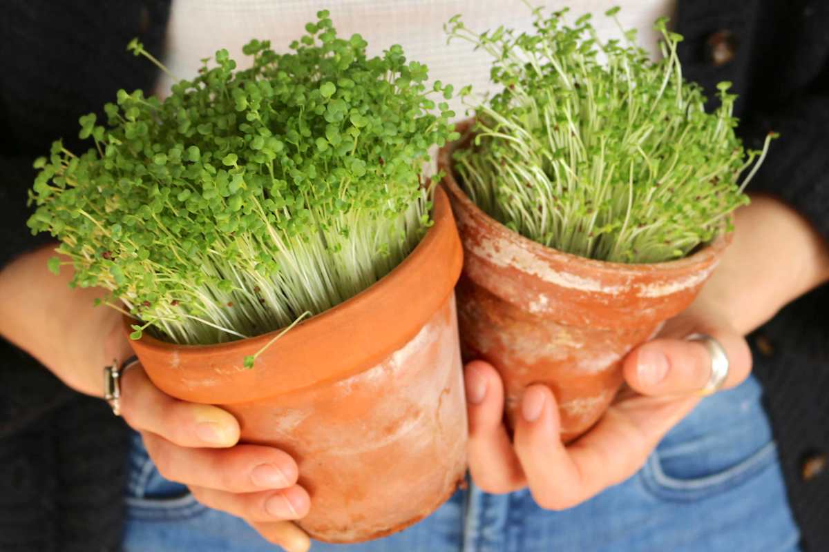 Sprosse, Keimlinge und Microgreens