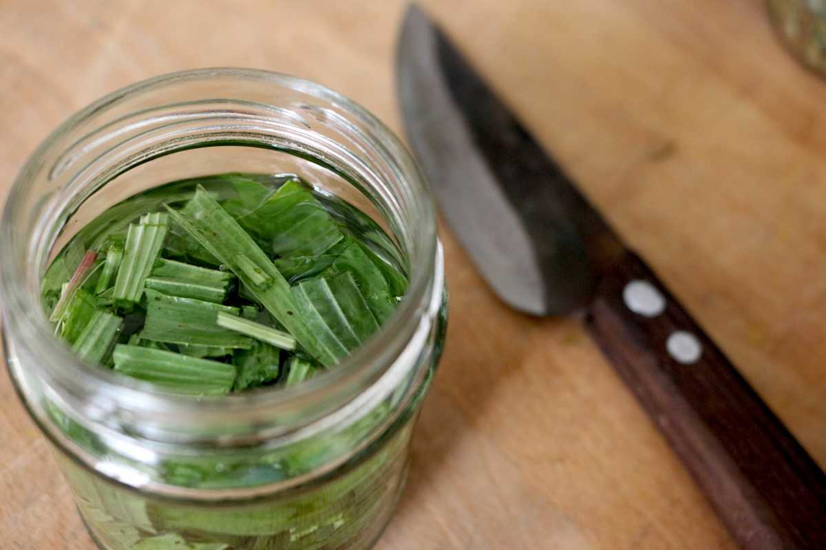 Spitzwegerich Blätter in Alkohol eingelegt