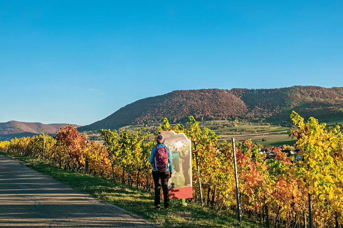 Weinerlebnispfad Metzingen