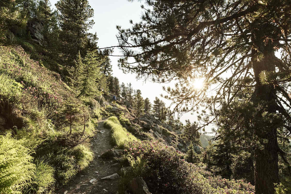Der Zirbenweg zwischen Patscherkofel und Glungezer