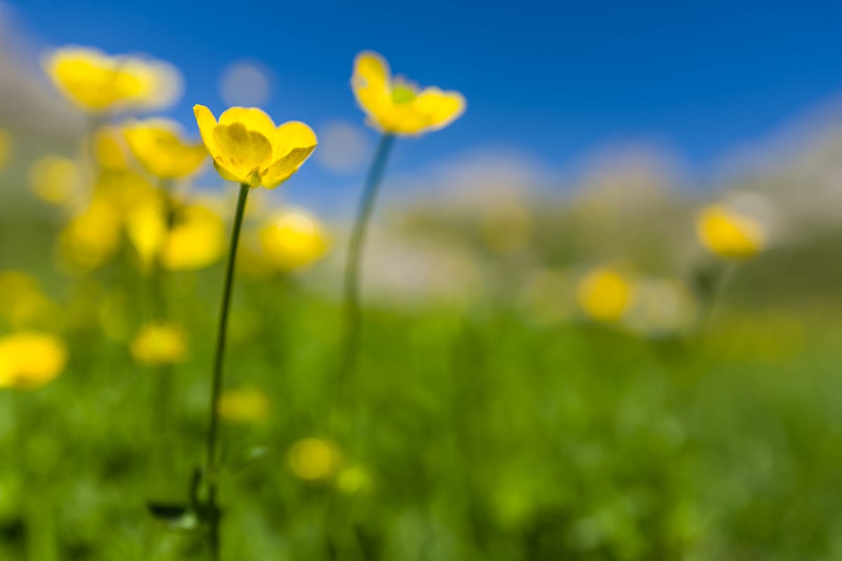 Die Schönheit liegt im Gesamtanblick, aber auch im Detail