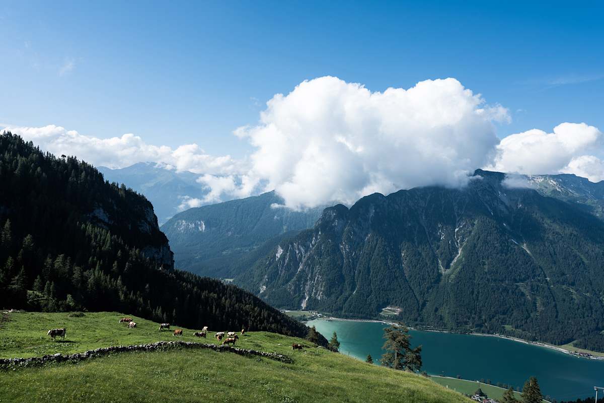 Blick von der Dalfazalm mit weidenden Kühen hinunter auf den Achensee in Tirol.