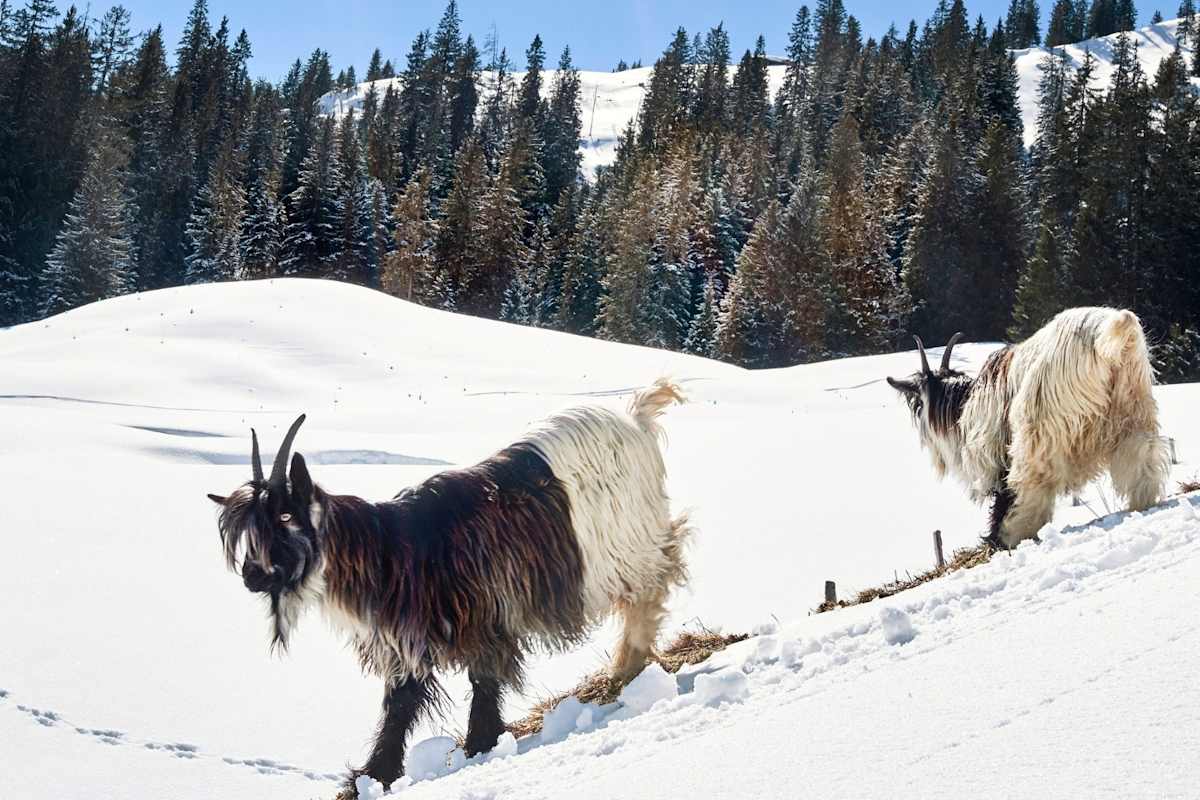Eine Geiss unterwegs im Schnee.