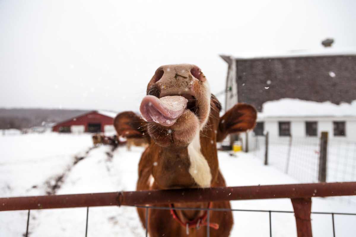 Winterferien Bauernhof
