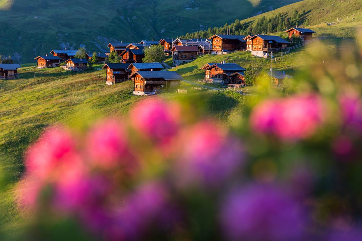 Schweizer Walsersiedlung: Ein Sommer auf der Alp