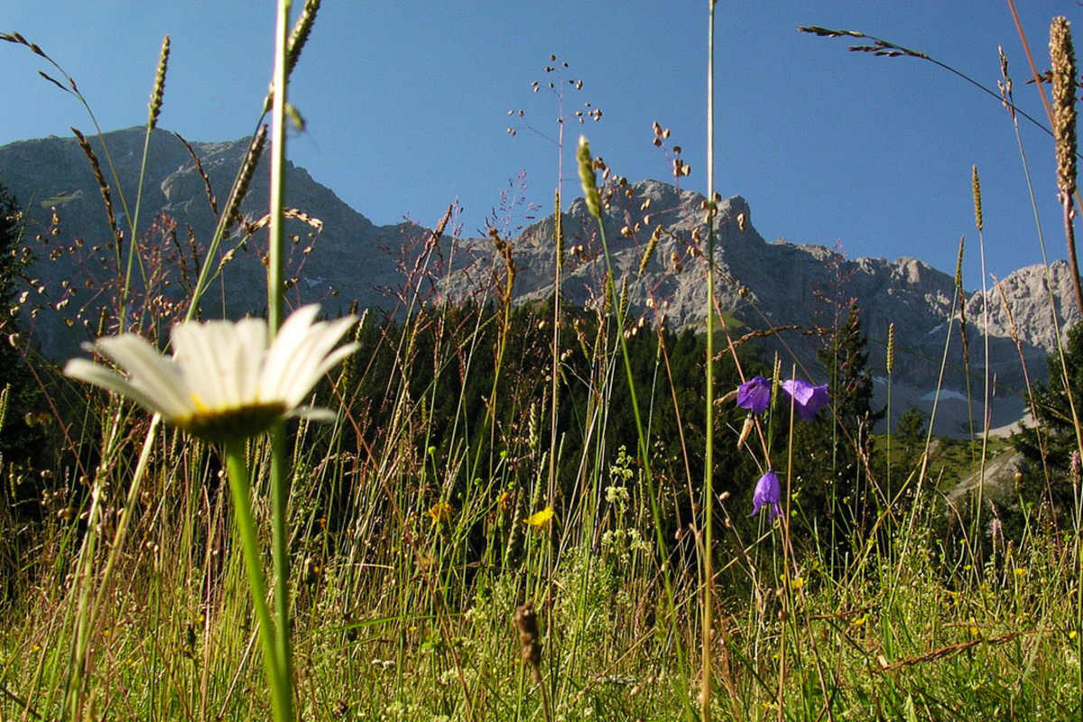 Almwiese in den Alpen