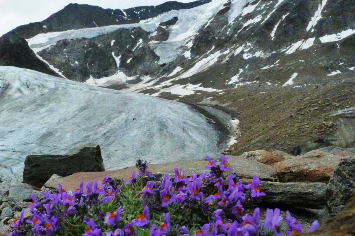 Alpenleinkraut am Taschachferner in Tirol