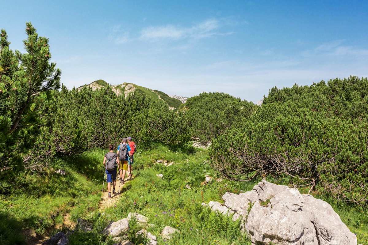 Blick auf einen Wanderweg in den Latschen des Toten Gebirges