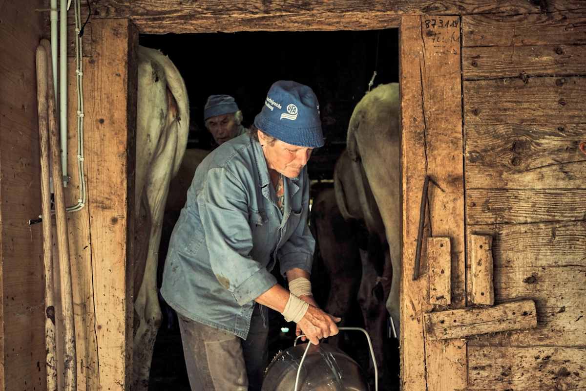 Der Bauer beim Melken der Kühe.