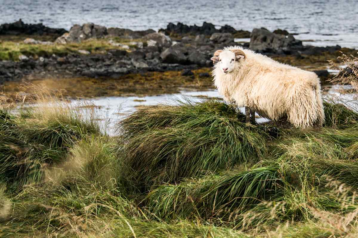 Islandschaf im Wind an dicht bewachsener Küste von Island