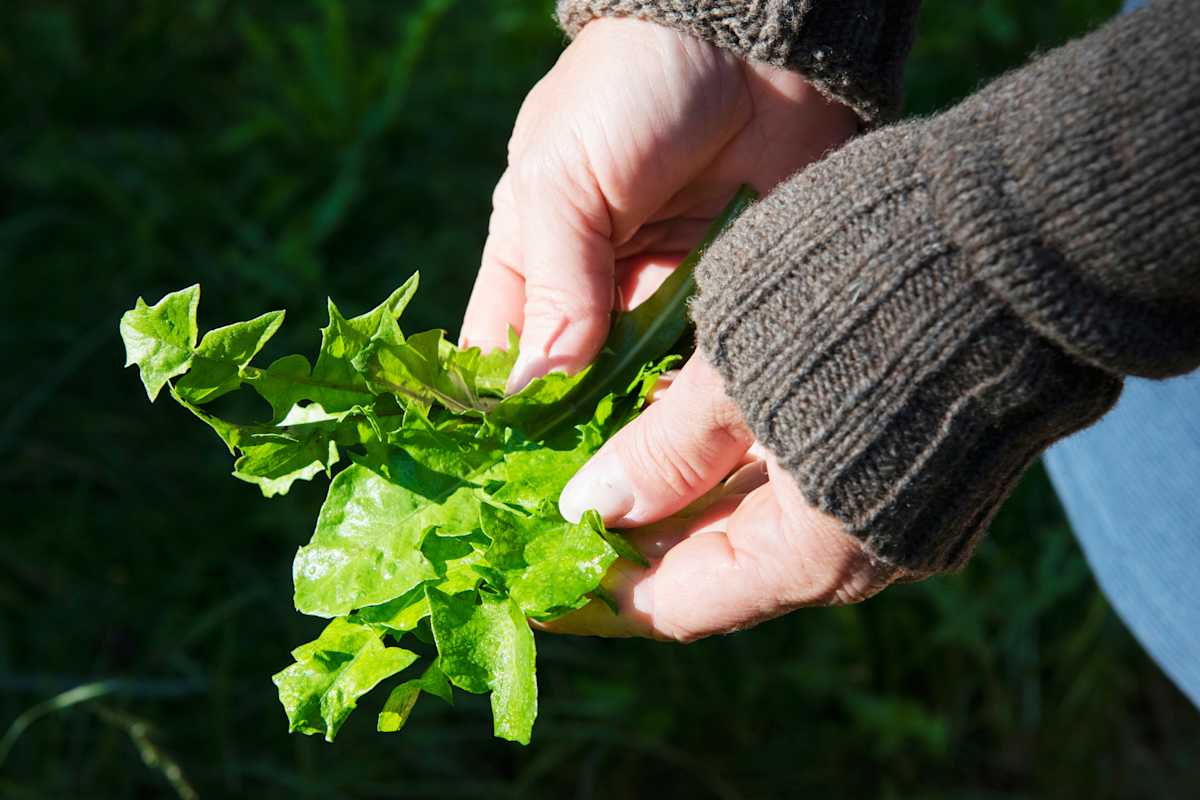 Junger Löwenzahn aus dem Garten