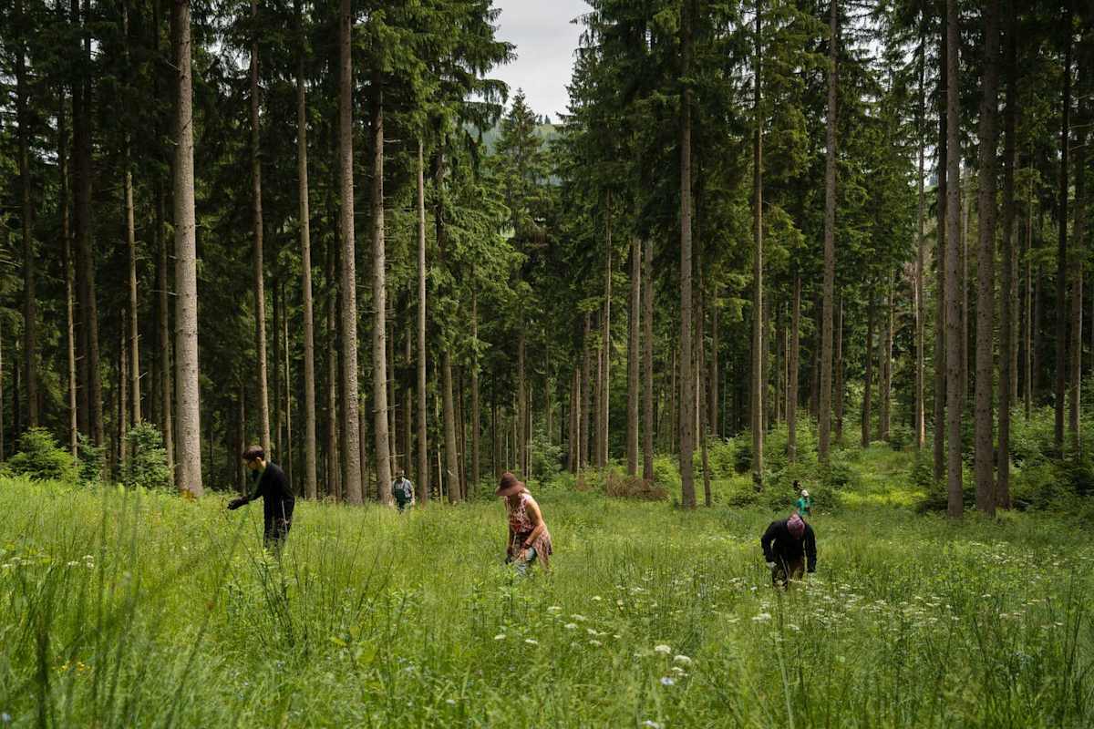 Arbeit auf einer Lichtung im Wald; Aktion Schutzwald